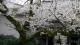 門を背景に桜