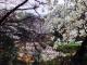 木蓮と桜